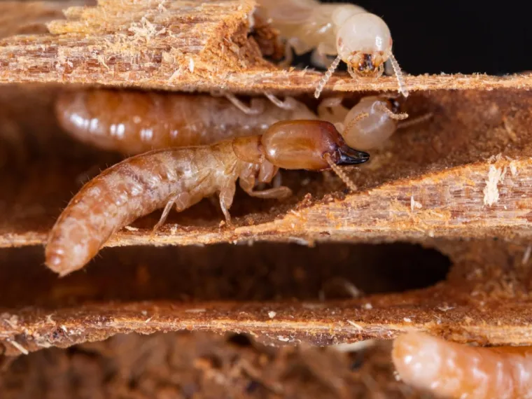 Traitement termite charpente, parasite, vérification état de charpente, Bergerac, T-M Rénov